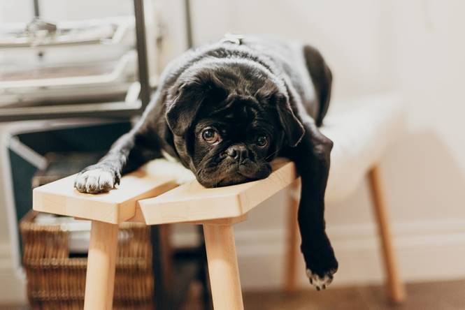 depressed pug