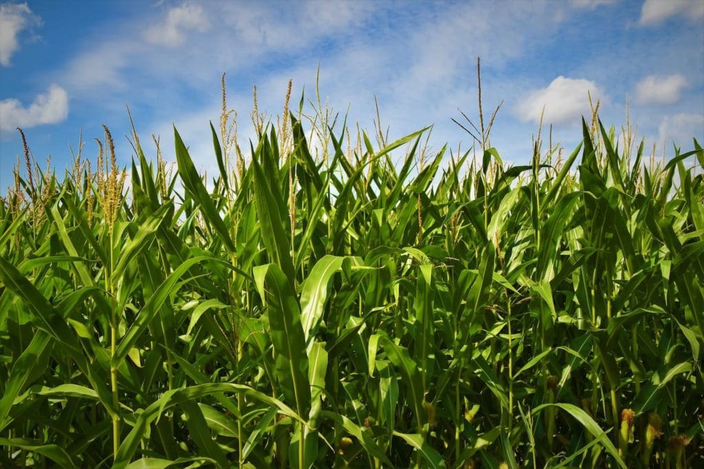 picture of field of corn to show elon musk chases his dreams