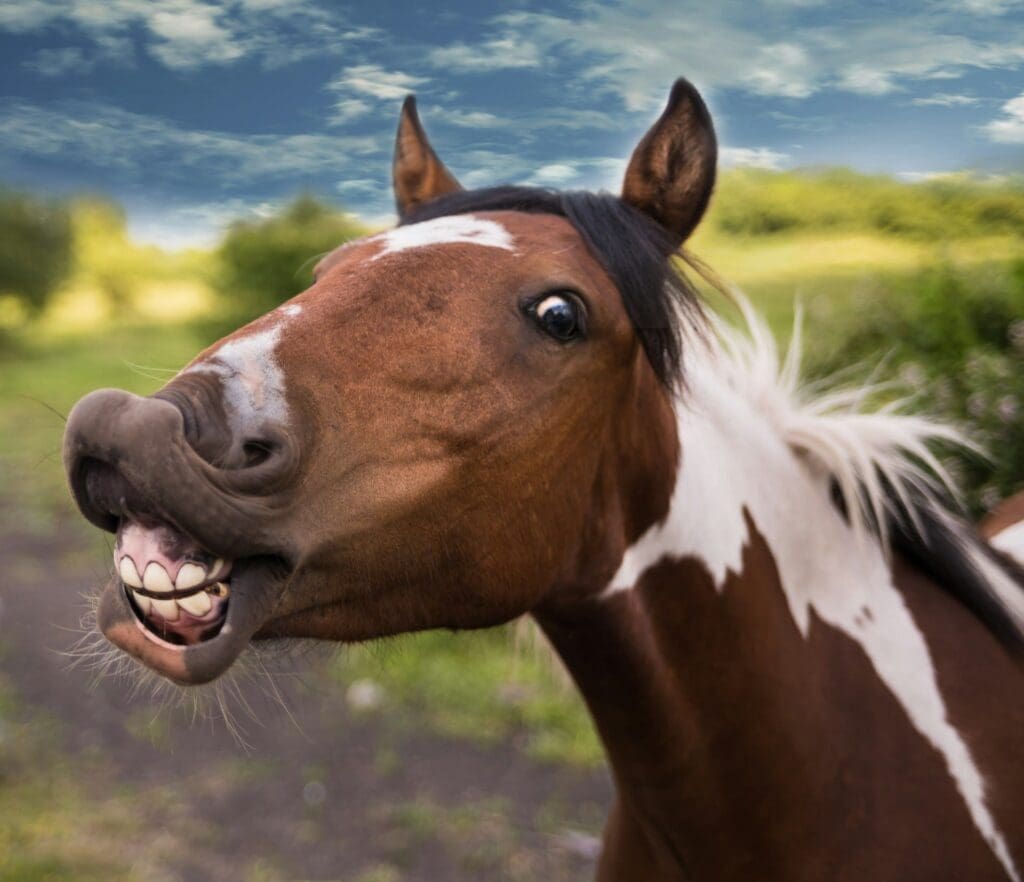 horse with happy face when users convert on minimum loveable product